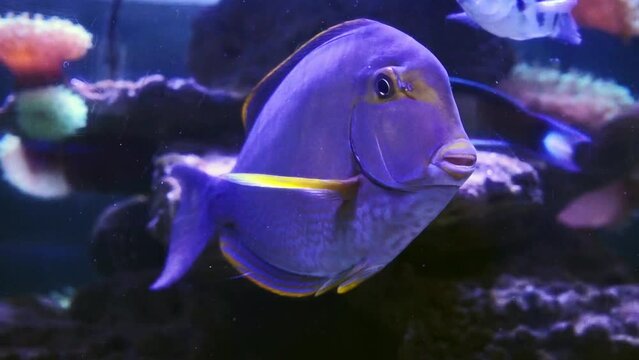 Blue tang surgeonfish swimming along coral reef in aquarium, oceanarium pool close up. High quality FullHD footage