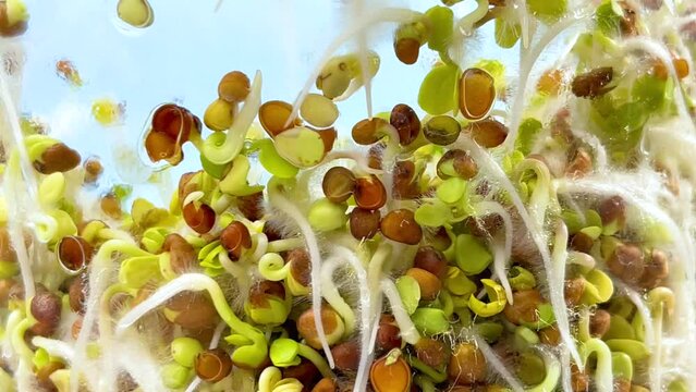 Young sprouts of radish microgreens behind glass growing in jar. Roots of plant are covered with white fluffy micro-roots. Close up. Healthy eating, wholesome foods, vegetarianism. Blue background.