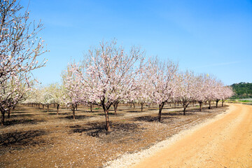 Fototapeta premium Lovely grove