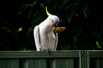 Sulphur-Crested Cockatoo (Cacatua galerita)