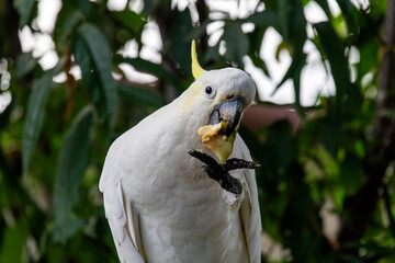Sulphur-Crested Cockatoo (Cacatua galerita)