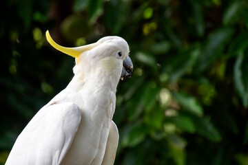 Sulphur-Crested Cockatoo (Cacatua galerita)
