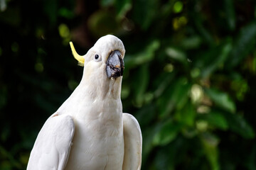 Sulphur-Crested Cockatoo (Cacatua galerita)