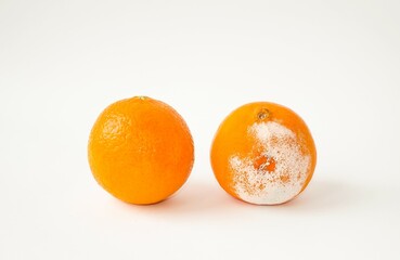 Rotten orange with mold on a white background, close-up.  Two oranges, fresh and musty, the concept of expired and not fresh fruit.  Front view.