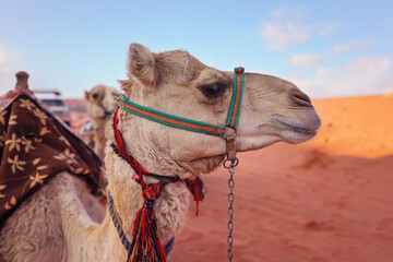 Camel resting on red sand Wadi Rum desert closeup detail, blurred sun lit sand background