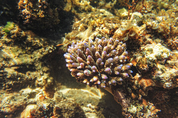 Sun shines on small coral in shallow sea - snorkelling at Anakao, Madagascar
