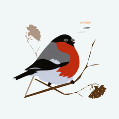 Bullfinch on a branch