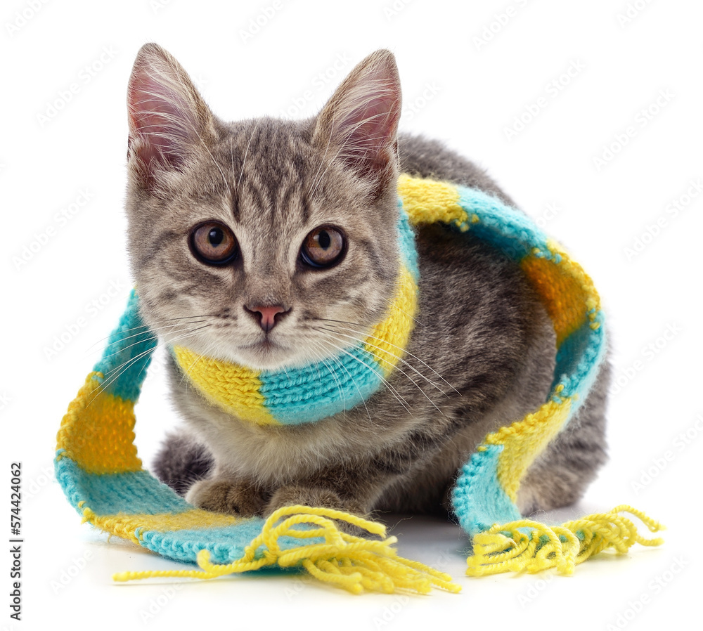 Canvas Prints Kitten in a scarf.