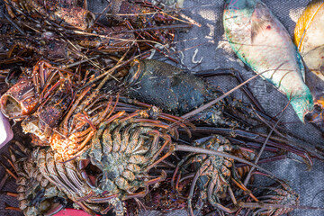Freshly caught seafood, crustaceans and some fish on a pile at beach, closeup detail