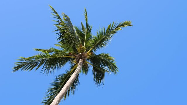 Coconut Palm Tree and Clear Blue Sky 4K Travel and Tropical Island Vacation Background Concept Footage, Thailand.