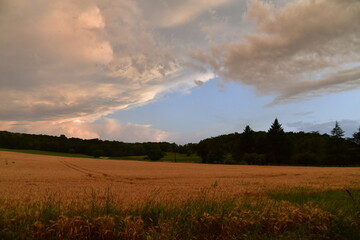 Champs de blé au crépuscule après un passage de front orageux près du bourg de Champagne au Périgord Vert 