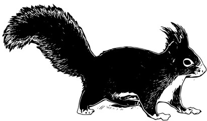 illustration of a sketch of a squirrel