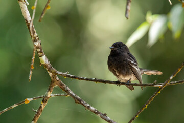 Ave Atrapamoscas Cuida puentes, Especie: Sayornis nigricans