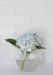 Blue hydrangea in round vase against textured white brick background 