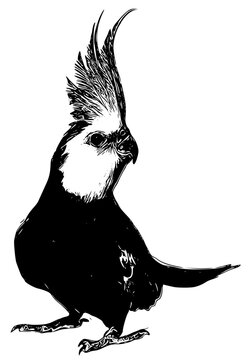 recommend clip art: silhouette of cockatiel bird