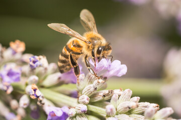 Abeille sur fleur de lavande. Macro photo d'abeille sur fleur de lavande