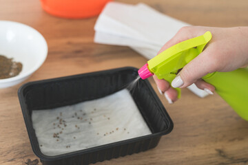 A woman sprays micro-greens seeds in plastic box from a spray bottle. SDOF Home gardening. 