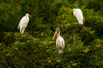Cigüeña y garzas blancas sobre árbol, Mycteria americana y  Ardea alba, Great egret, Maguari...
