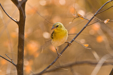 Lesser Masked Weaver (Ploceus intermedius); female perched on branch of a tree, northern Namibia