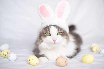 Fototapeta na wymiar A cat with rabbit ears sleeps on a white bed surrounded by Easter eggs. The concept of pets for Easter.