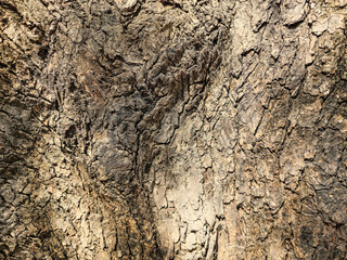 Stock photo of brown color embossed texture of tree trunk or bark. morning sunlight falling on the tree bark, Picture captured at Gulbarga, Karnataka, India. focus on object. part of tree.