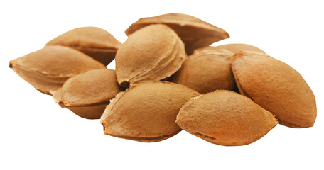 Seeds of apricot