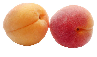 Fresh apricots
