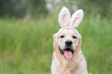A happy dog sits in the green grass on a spring day in a bunny costume. A golden retriever on the...