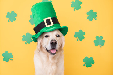 Cute dog with green hat sits on yellow background with clovers.Golden Retriever at St. Patrick's...