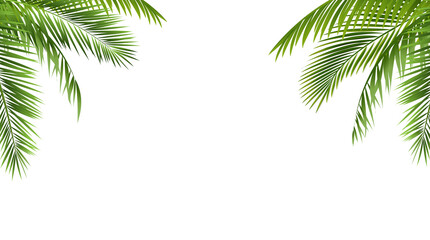 Green Palm Leaf Border Isolated And White Background