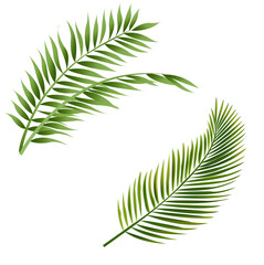 Green Palm Leaf Isolated White