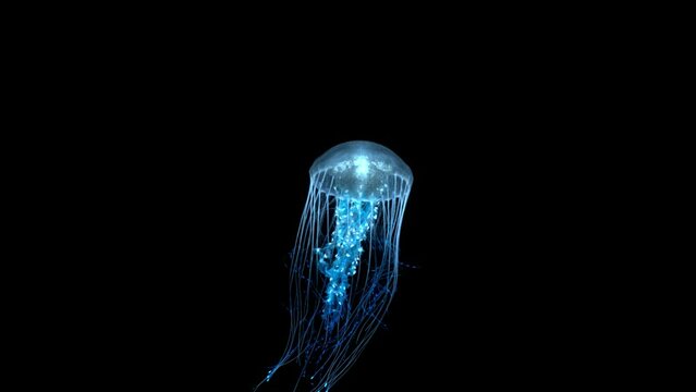 4K. blue fluorescent jellyfish swimming in deep ocean. transparent glowing jellyfish underwater shot moving in the water. marine life wallpaper background, isolated on black with alpha