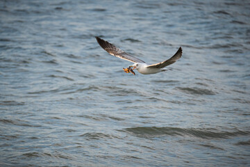 Fototapeta premium seagull on the sea