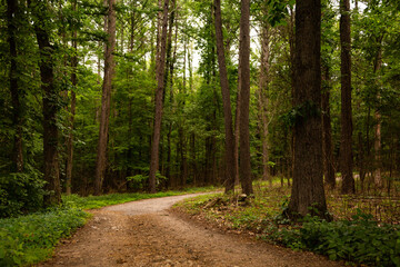 Fototapeta na wymiar Path in the dark forest