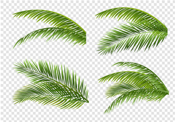 palm tree leaves - obrazy, fototapety, plakaty