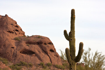 Saguaro Cactus