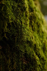 moss on the tree