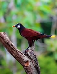 Montezuma Orop&eacute;ndola ave sobre una rama de perfil 