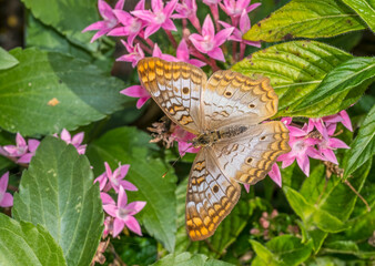 Close up of a White Peacock (Anartia jatrophae)  butterfly on pink starcluster flowers