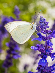 Great Southern White (Ascia monuste) butterfly on purple Mealycup sage flowers