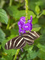 Cloae up of a Zebra Longwing ((Zebra heliconian) butterfly on a purple flower