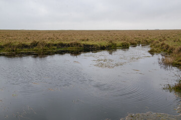 Die Salzwiesen von St. Peter-Ording sind ein natürlicher Übergang von Land und Meer. Sie sind sind ein streng geschützter Lebensraum für ca. 50 Vogelarten und fast 2000 Insekten- und Käferarten.