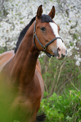  portrait of bay beautiful   sportive  horse posing near blossom cherry  tree. spring time
