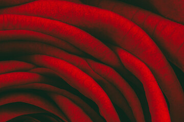 textured background red rose petals close-up