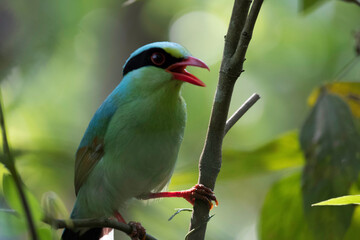 Green Magpie