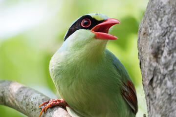 Green Magpie
