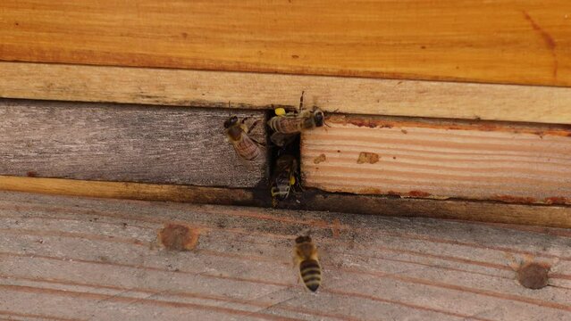 ienen im Fr&uuml;hjahr sammeln Pollen kleines Flugloch 30 sec