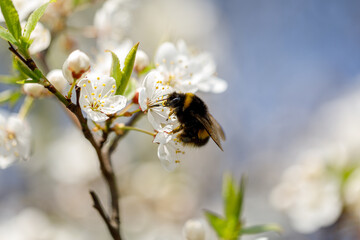Spring mood: Macro photo of bumblebee on the cherry blossom