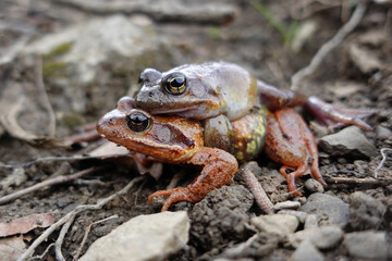 Breeding embrace of the male on the female common frog