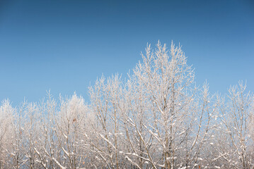 Winter forest in snow and hoarfrost, on a sunny day. Clear skies, sparkling snow.